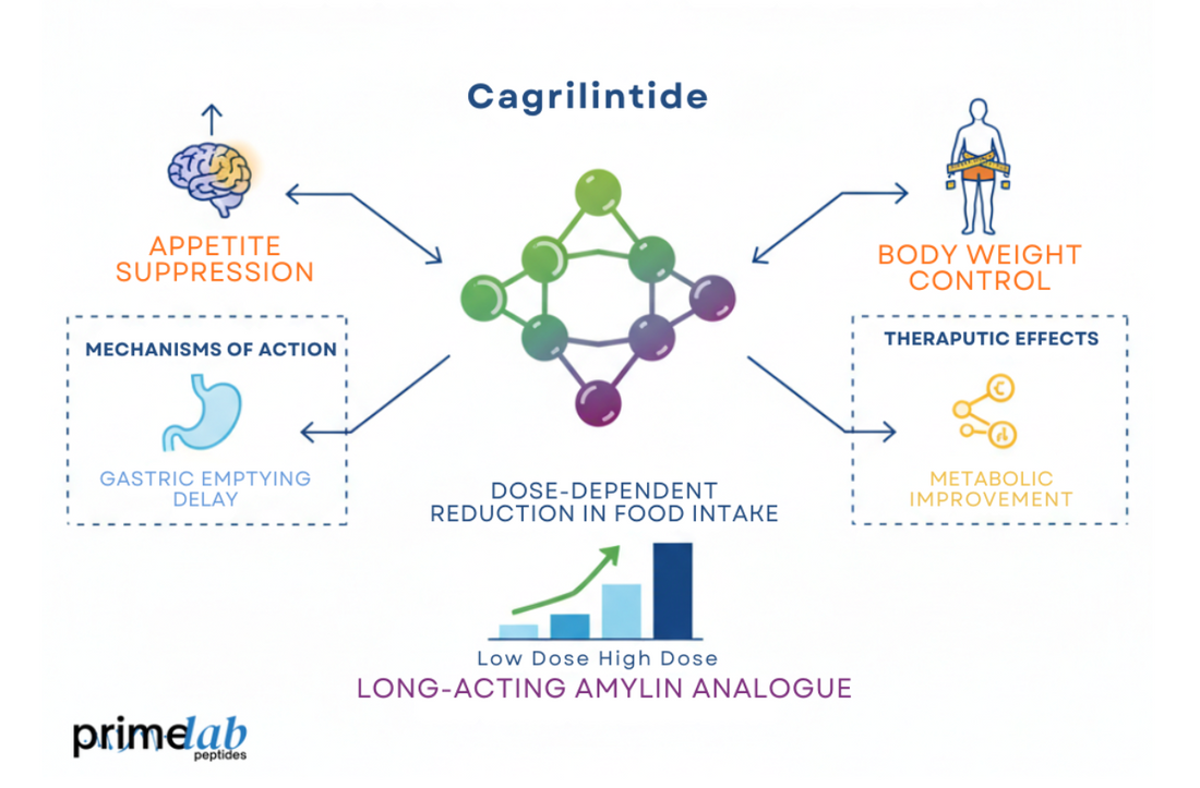 Infographic showing Cagrilintide peptide mechanisms in appetite regulation and obesity management.