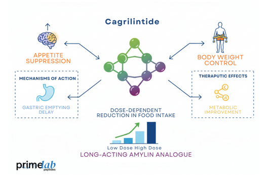 Infographic showing Cagrilintide peptide mechanisms in appetite regulation and obesity management.