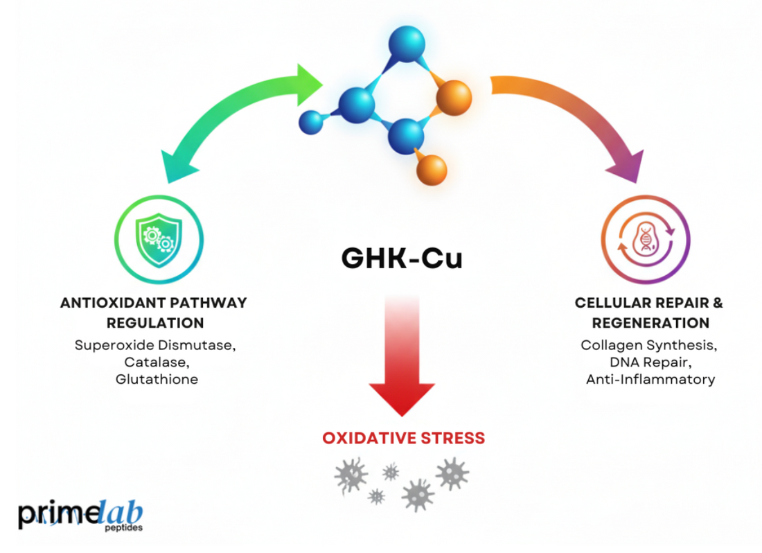 Diagram showing GHK-Cu reducing oxidative stress through antioxidant regulation and cellular repair pathways.