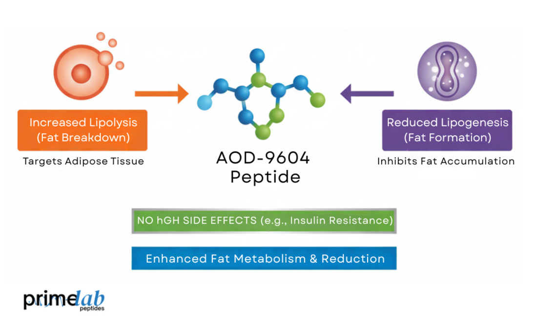 AOD 9604 peptide mechanism showing increased fat breakdown and reduced fat formation.