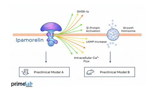 Diagram illustrating ipamorelin binding GHSR-1a receptor and downstream growth hormone signaling pathways.