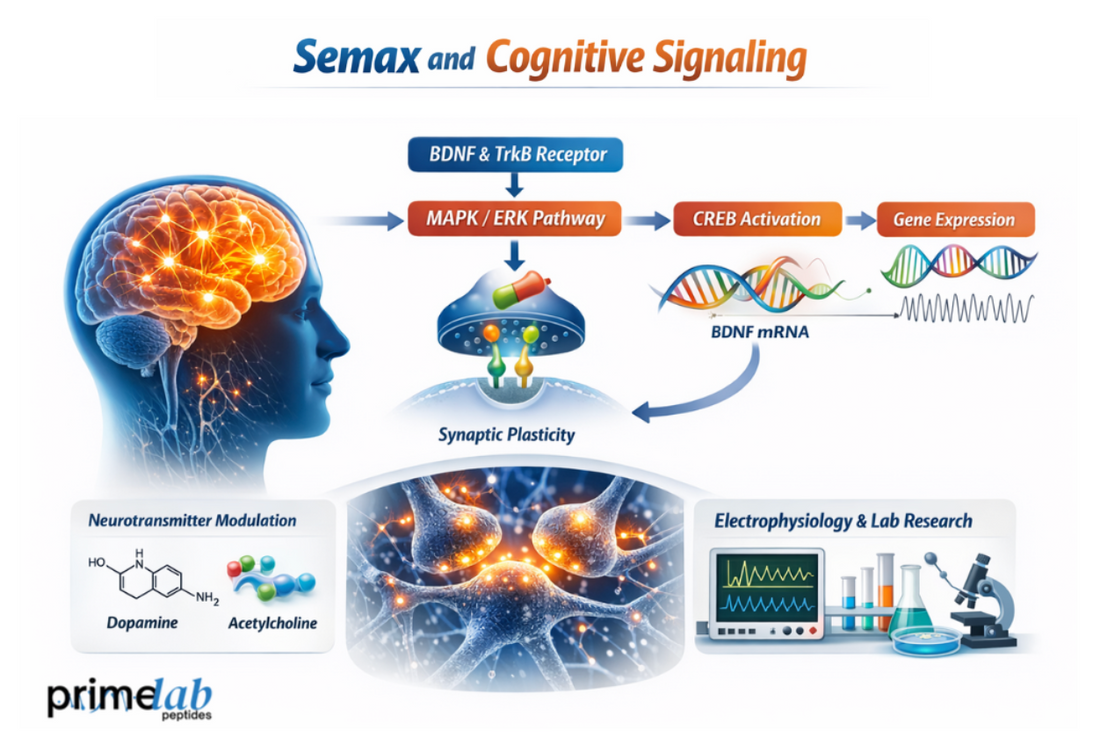 Clinical Research on Semax Signaling in Focus and Executive Control Networks