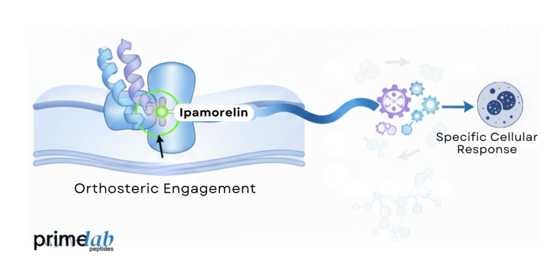 Diagram illustrating Ipamorelin selective GHSR-1a binding, limited off-target activity, and receptor-specific response.