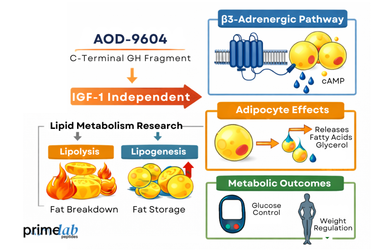 How Does AOD-9604 Influence Lipolysis Without Altering IGF-1 Signaling ...