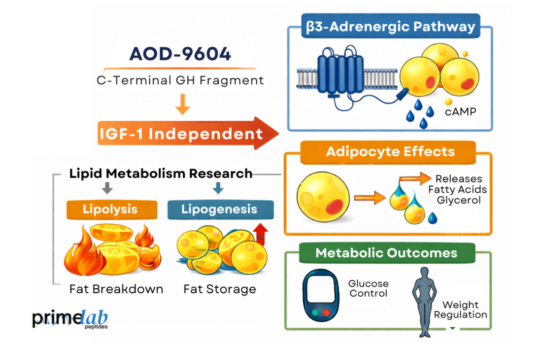 Research diagram illustrating AOD-9604 lipid metabolism pathways, IGF-1 independence, adipocyte effects, and metabolic outcomes.