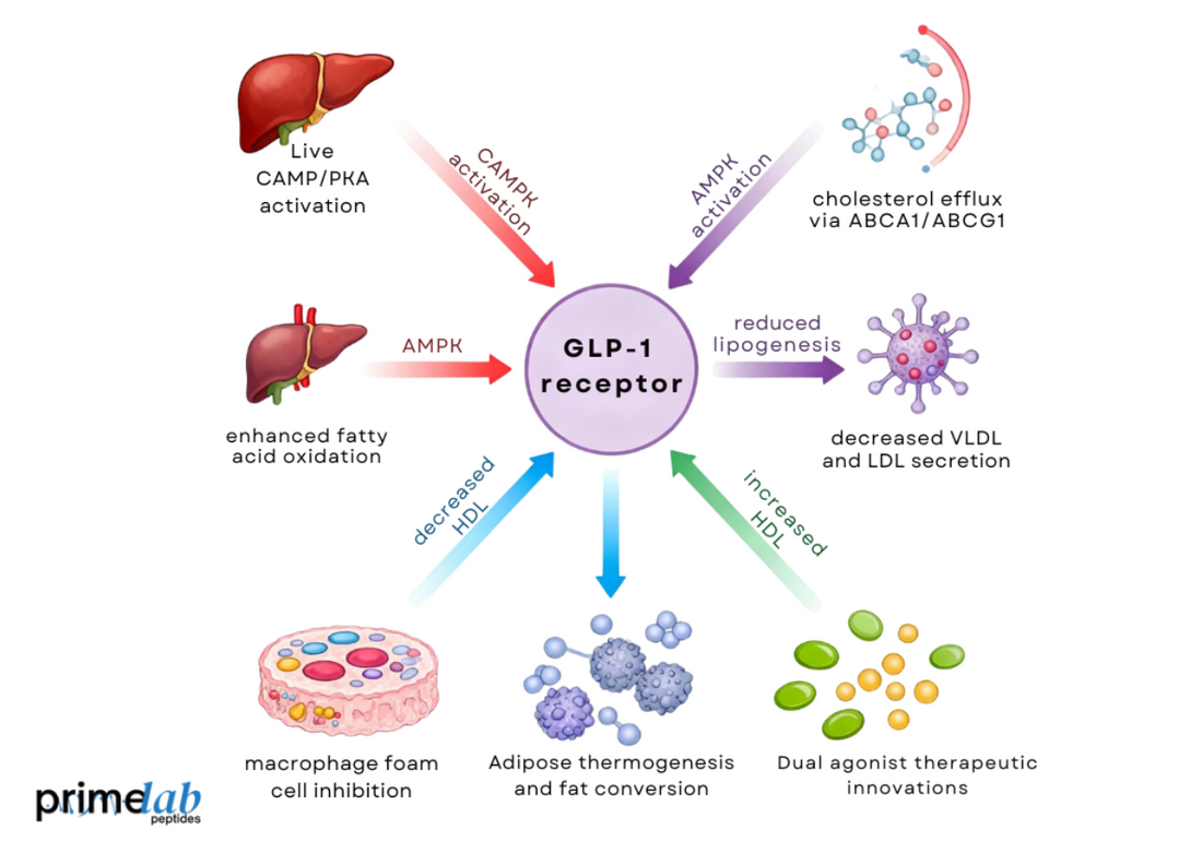 Diagram showing GLP-1 receptor pathways regulating lipid metabolism, oxidation, and cholesterol efflux.