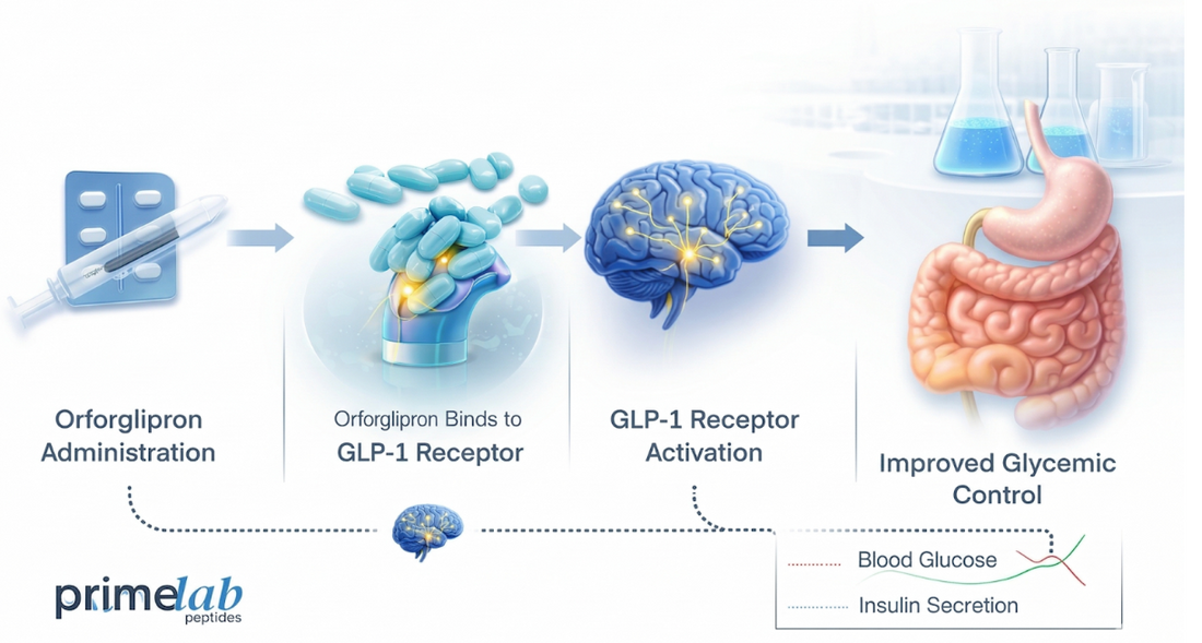 How Does Orforglipron Modulate GLP-1 Receptor Signaling in Metabolic Research?