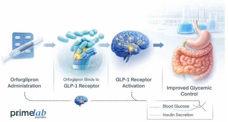 How Does Orforglipron Modulate GLP-1 Receptor Signaling in Metabolic Research?