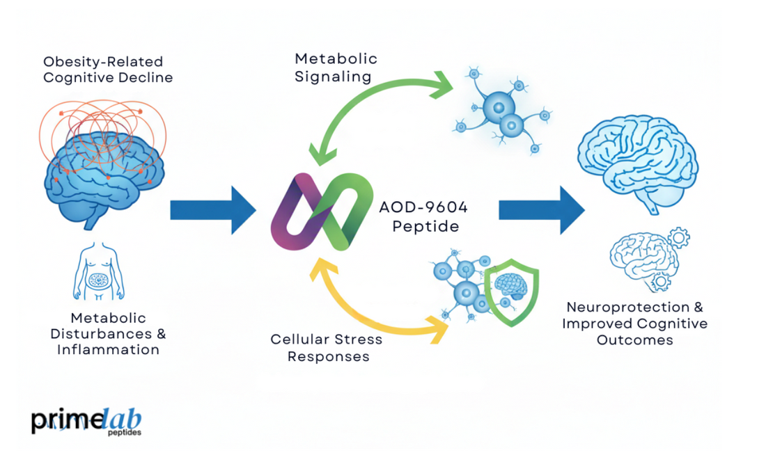 Diagram showing AOD-9604 effects on metabolic signaling and neuroprotection in obesity-related cognition.