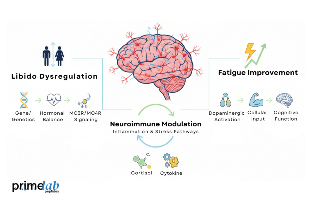 Illustration showing PT-141 mechanisms linking neuroimmune modulation, libido regulation, and fatigue improvement.