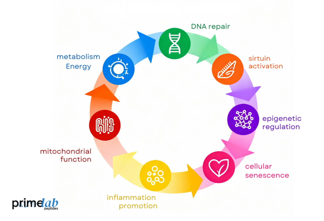 How Does NAD+ Influence Cellular Aging and Longevity Pathways?