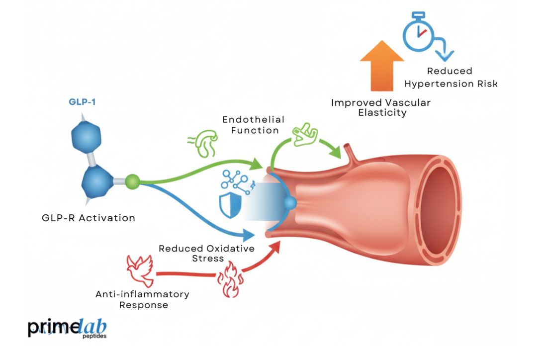 Diagram showing GLP-1 signaling mechanisms improving vascular elasticity and reducing arterial stiffness.