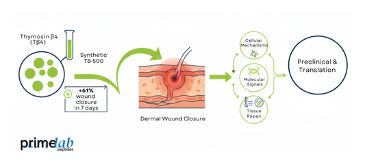 Diagram showing Thymosin β4–derived TB-500 accelerating dermal wound closure via preclinical regenerative mechanisms.