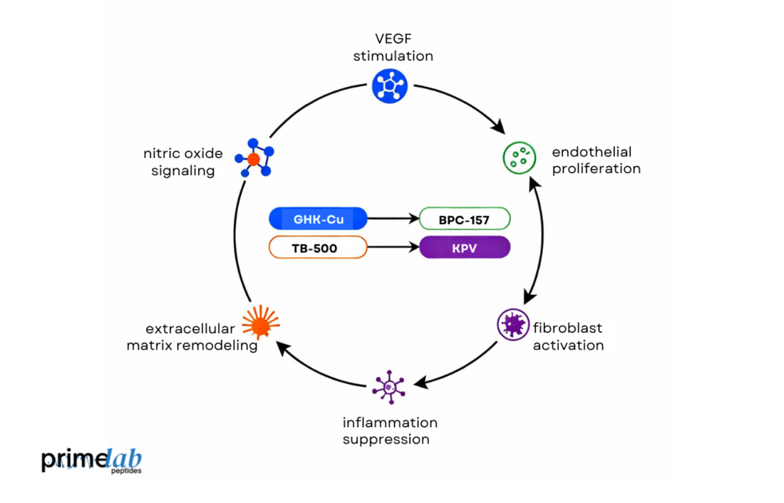 Diagram illustrating KLOW peptides’ cellular pathways in angiogenesis and tissue regeneration.