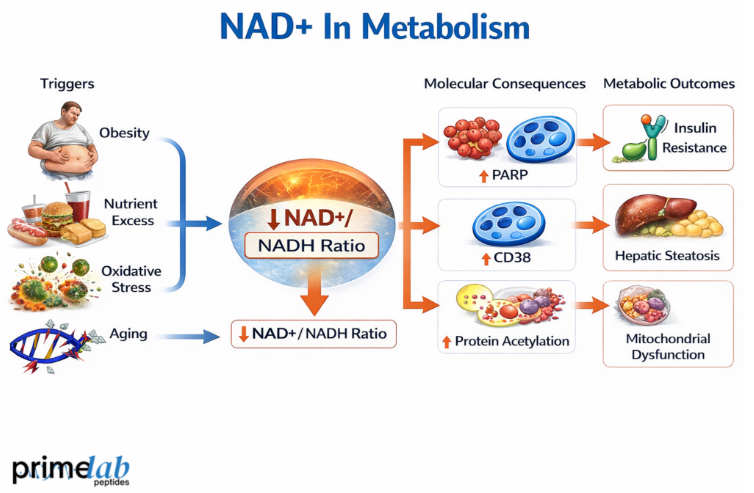What Role Does NAD+ Play In Metabolic Disorders Pathophysiology?
