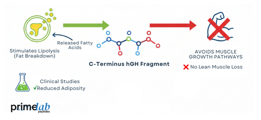 Diagram showing AOD-9604’s selective fat metabolism, reduced adiposity, and avoidance of muscle pathways.