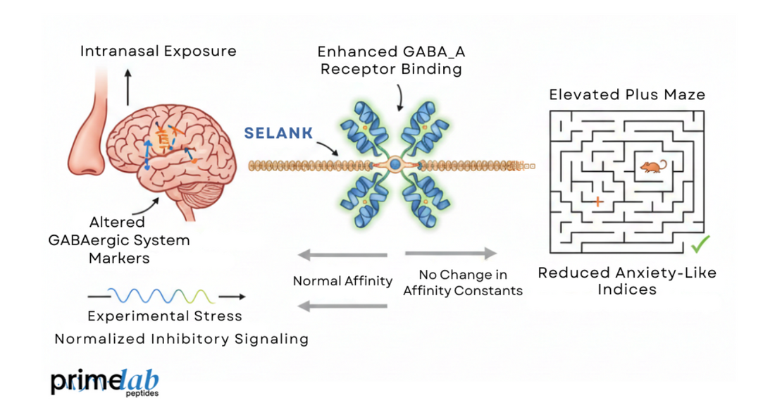 Diagram illustrating Selank-mediated GABAergic receptor modulation, gene expression changes, and reduced anxiety-like behavior.