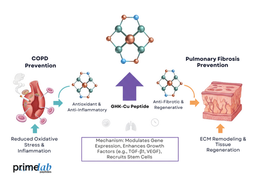Scientific infographic illustrating GHK-Cu peptide mechanisms in COPD and pulmonary fibrosis prevention.