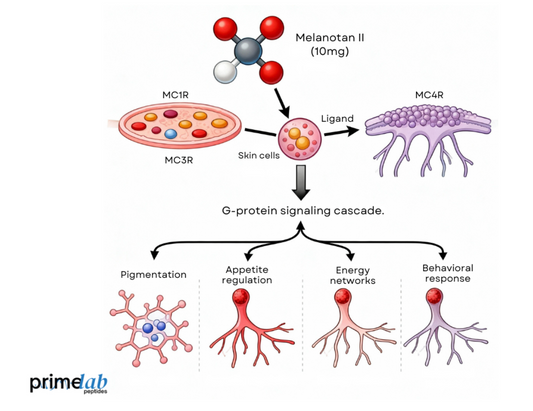 How Does Melanotan II (10mg) Activate the Melanocortin Receptor Pathway?
