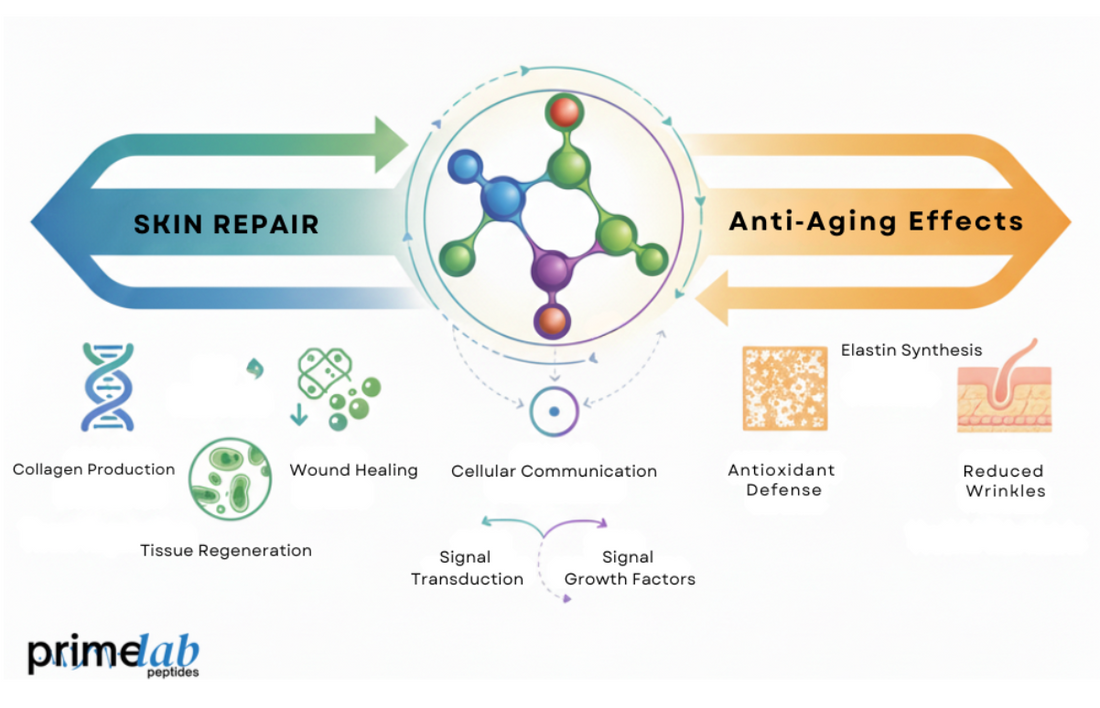 Image showing GHK‑Cu skin biomodulator promoting skin repair, anti‑aging, collagen, and antioxidant defense.