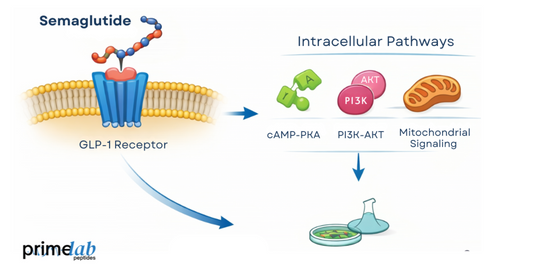 Diagram image showing semaglutide binding to GLP-1 receptor and intracellular signaling pathways.