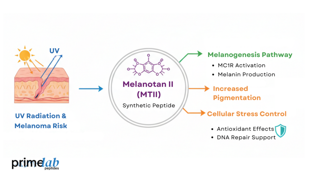 Diagram illustrating the effects of Melanotan II research on melanogenesis, cellular stress, and melanoma risk.