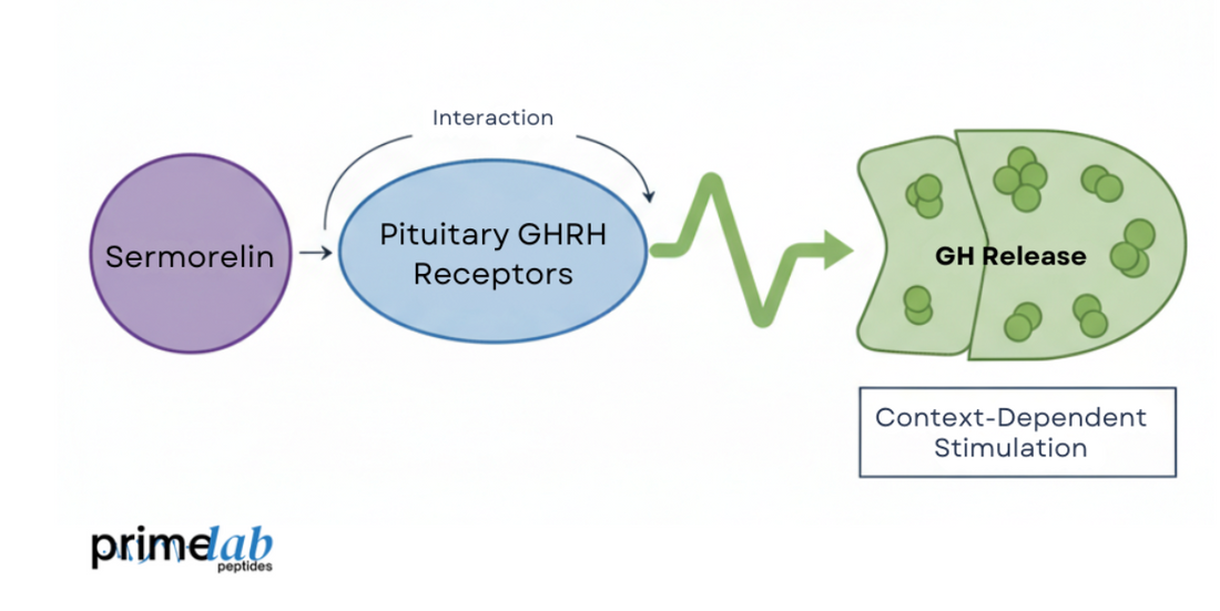 Sermorelin interaction diagram showing GHRH receptor activation and context-dependent growth hormone release.