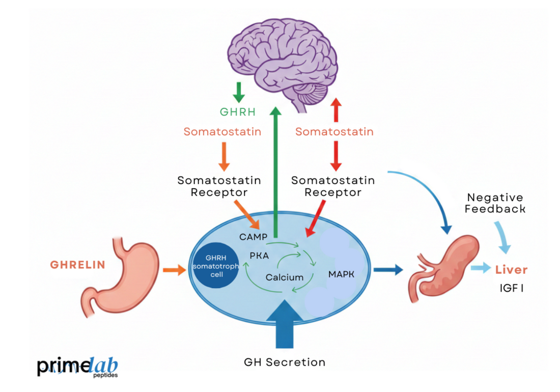 Neuroendocrine diagram showing GHRH-mediated pituitary signaling, growth hormone secretion, and feedback regulation pathways