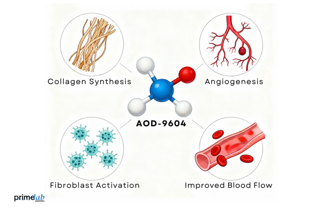 Molecular infographic showing AOD 9604 benefits: collagen synthesis, angiogenesis, fibroblast activation, and blood flow.