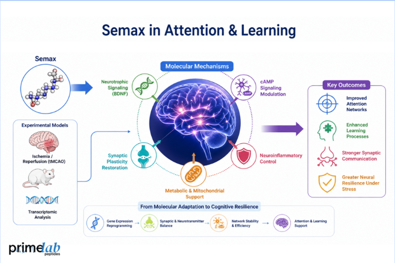 How Semax Affects Attention and Learning: Experimental and Clinical Insights