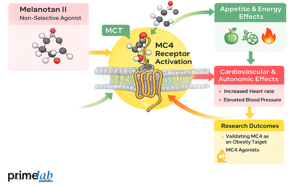 Melanotan II activating MC4 receptors, illustrating appetite and energy effects, cardiovascular and autonomic responses, and research outcomes validating MC4 as an obesity target.