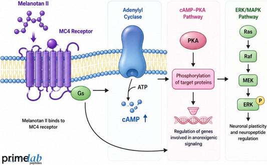 How Does Melanotan II Support Experimental Research on MC4-Mediated Appetite Signaling?