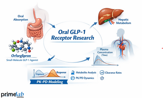 Orforglipron oral GLP-1 receptor research diagram showing intestinal absorption, hepatic metabolism, plasma concentration over time, and PK-PD modeling for small-molecule GLP-1 agonists.