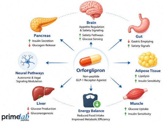 How Does Orforglipron Affect Appetite Signaling Mechanisms?