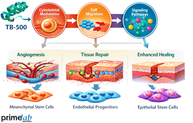 How Does TB-500 Influence Stem Cell Differentiation in Tissue Regeneration?
