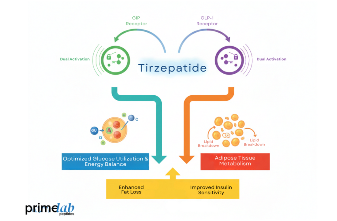 Diagram shows tirzepatide activating GIP and GLP-1 receptors for metabolic improvement.