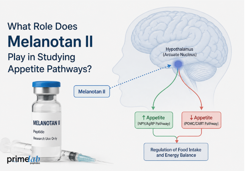 What Role Does Melanotan II Play in Studying Appetite Pathways?