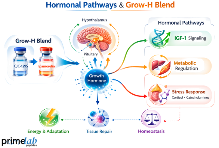 What Hormonal Pathways May Respond to the Grow-H Peptide Blend Following Physical Stress?