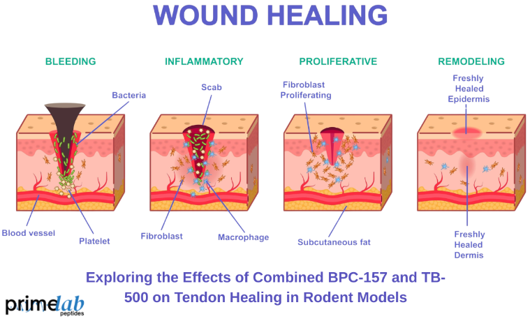 Preclinical Evaluation of Combined BPC-157 and TB-500 in Rodent Tendon Healing Models