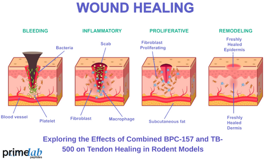 Preclinical Evaluation of Combined BPC-157 and TB-500 in Rodent Tendon Healing Models