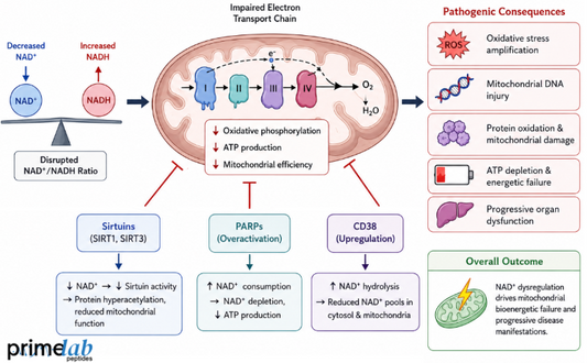 How Does NAD+ Dysregulation Contribute to the Pathogenesis of Mitochondrial Diseases?