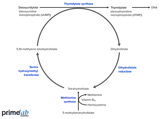 Diagram illustrating cyanocobalamin involvement in DNA synthesis, methylation cycles, and cellular repair pathways.
