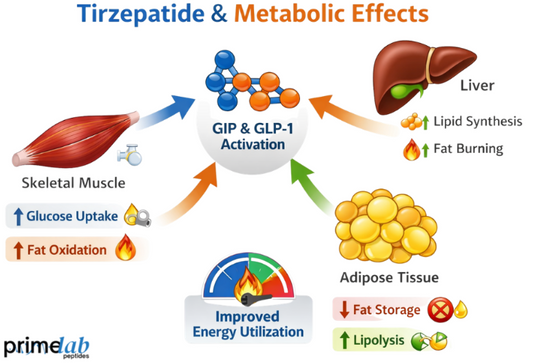 How Does Tirzepatide Regulate Nutrient Partitioning and Energy Utilization?