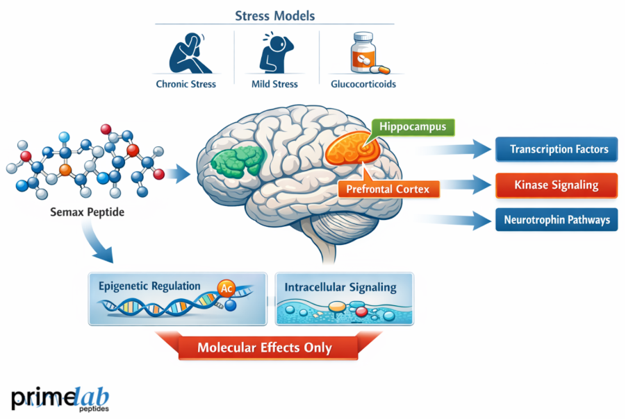 Semax stress model mechanism diagram showing hippocampus and prefrontal cortex signaling, epigenetic regulation, intracellular pathways, and neurotrophin-related molecular effects.
