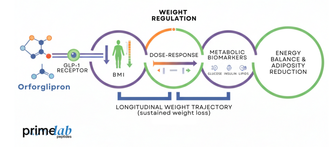  Image shows Orforglipron’s mechanism affecting GLP-1 receptors, weight, metabolism, energy, and adiposity. 