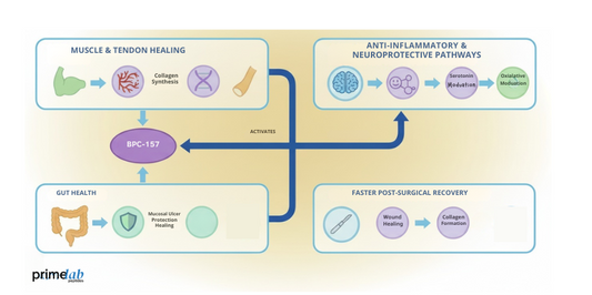 BPC-157 Uses, Effects, and Safety: A Complete Guid