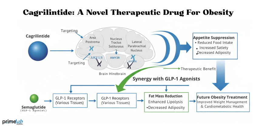 The Future of Obesity Treatment: Exploring Cagrilintide’s Potential