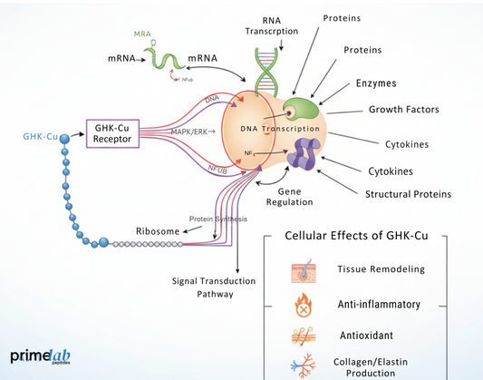 The Science Behind GHK-Cu’s Role in Wound Healing and Inflammation