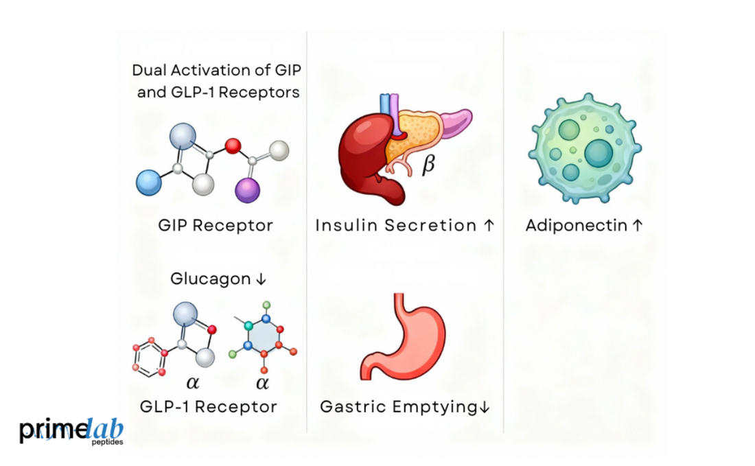 What Are the Pharmacodynamics of Tirzepatide in Scientific Studies? Prime Lab Peptides What Are the Pharmacodynamics of Tirzepatide in Scientific Studies? Prime Lab Peptides