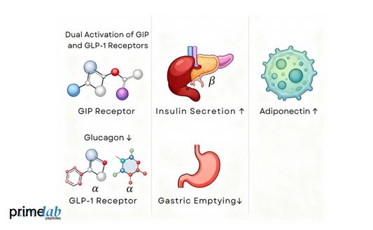 What Are the Pharmacodynamics of Tirzepatide in Scientific Studies?